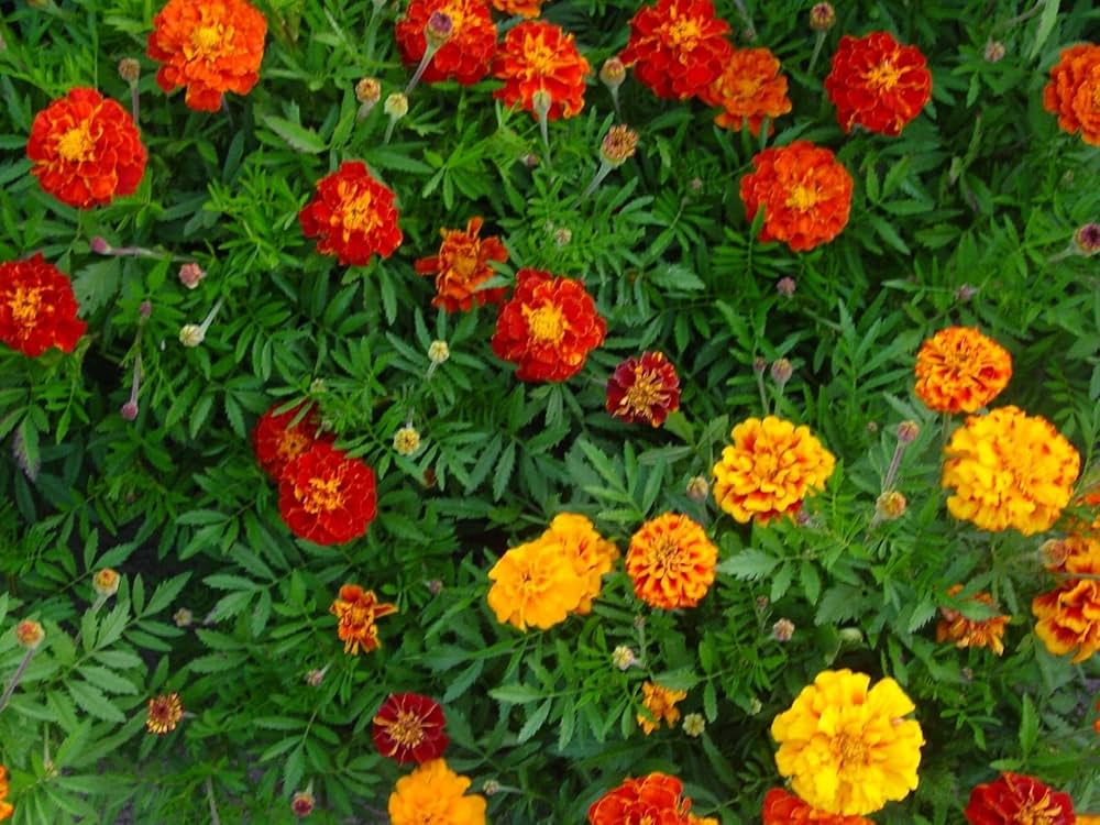 Tagete Sparky flowers grown from mass seeds with bright maroon and yellow blooms in compact form
